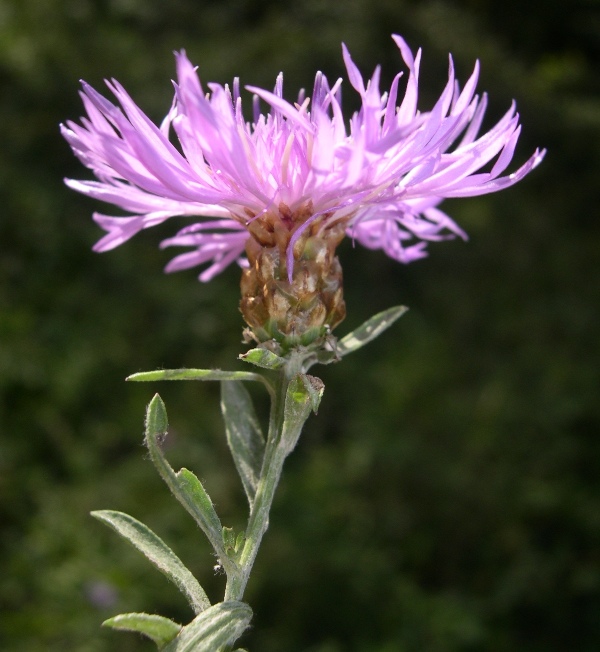 Centaurea jacea subsp. gaudinii (=Centaurea bracteata)